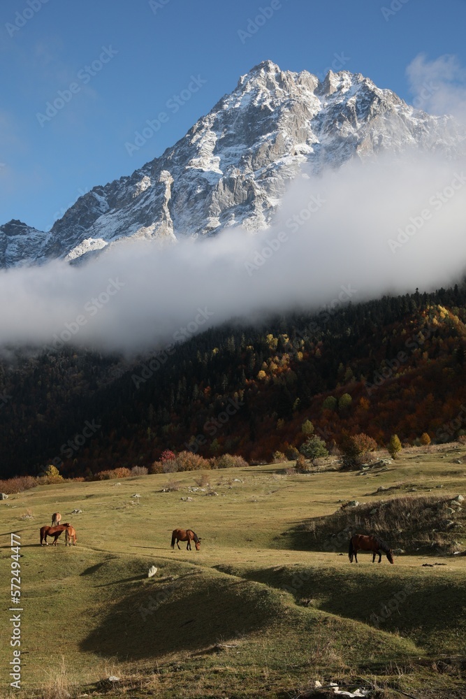 Picturesque view of high mountains with forest and horses grazing on meadow Picturesque view of high mountains with forest and horses grazing on meadow