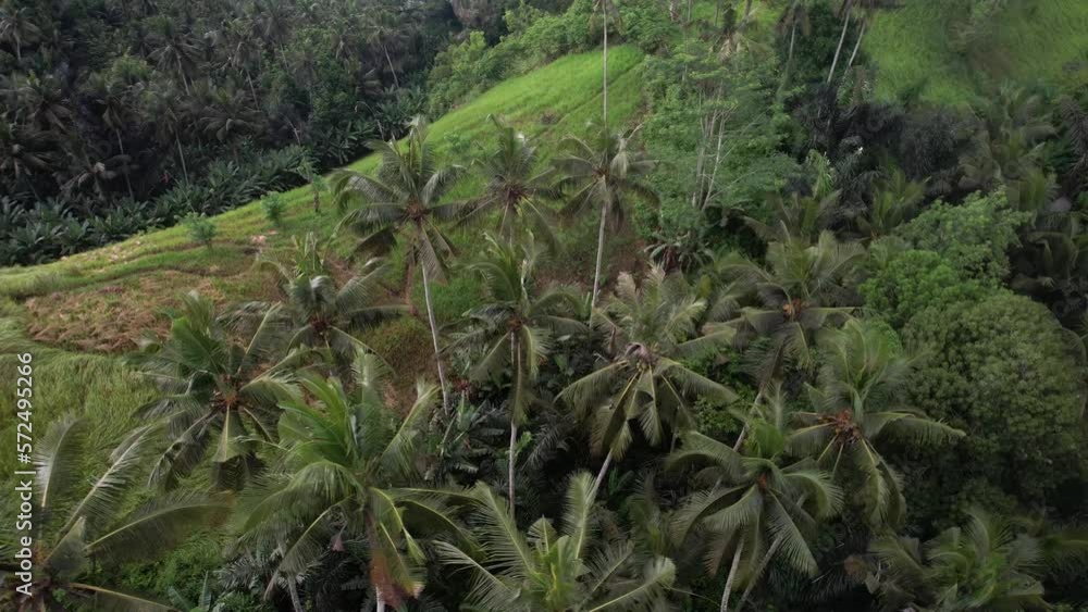 Orbiting view of coconut tree plantation on Balinese terrace, Greenery landscape. Indonesia Orbiting view of coconut tree plantation on Balinese terrace, Greenery landscape. Indonesia