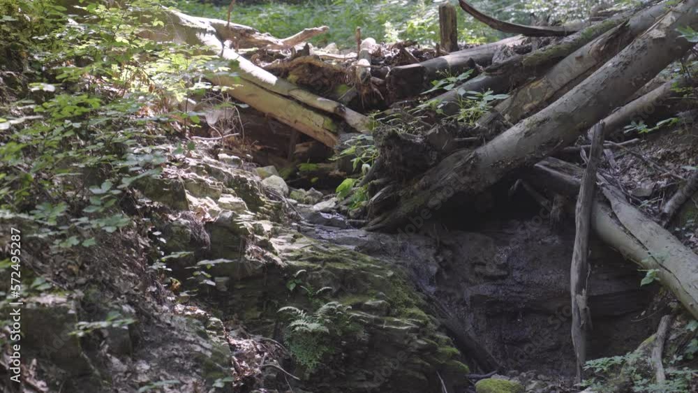 Water trickles through jumble of fallen trees in forest near Varbo, Hungary. Water trickles through jumble of fallen trees in forest near Varbo, Hungary.