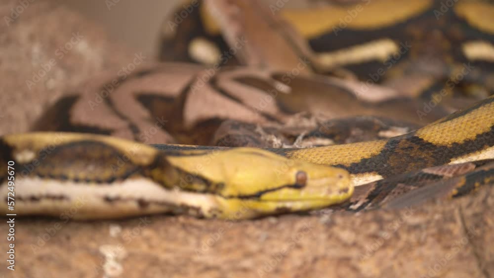 Yellow Reticulated Pythons Slithering and Resting on Rocks - Pan Up Soft Focus Yellow Reticulated Pythons Slithering and Resting on Rocks - Pan Up Soft Focus
