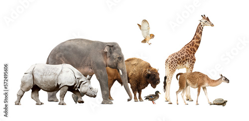 Group of different wild animals on white background, collage © New Africa