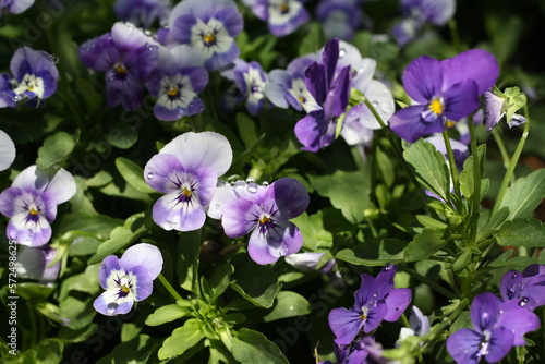 Heartsease (Viola Tricolor) flower bed