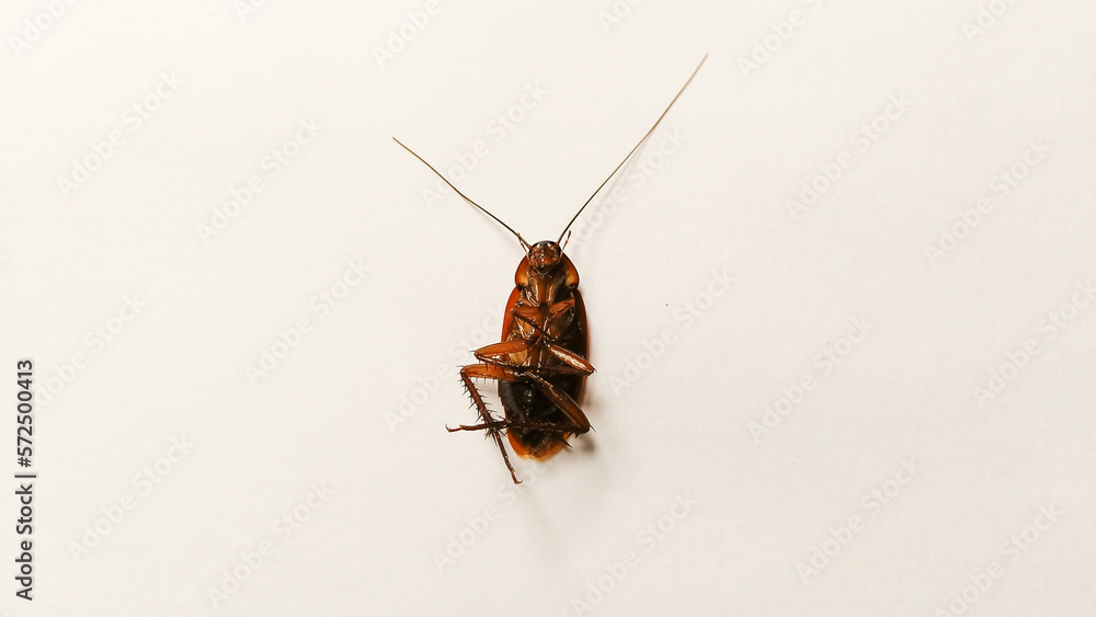 Dead Cockroach Insect Isolated on a White background
Dead Cockroach Insect Isolated on a White background