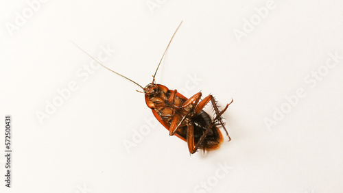 Dead Cockroach Insect Isolated on a White background  © RentDunk Studio
