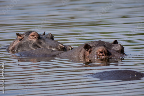 Hippos in a lake in the Kruger National park
