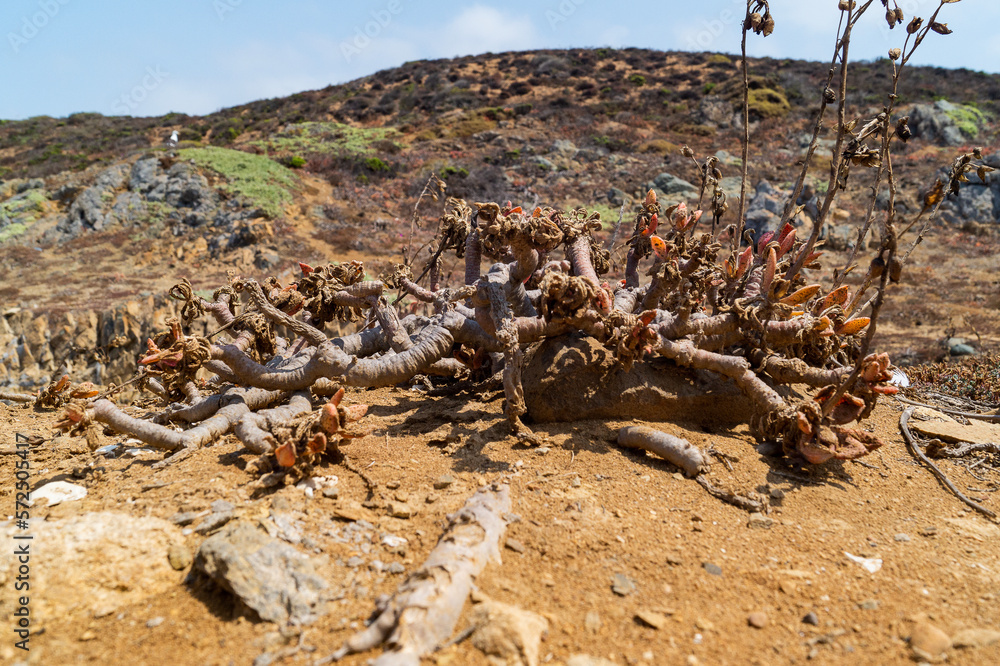 tree in the desert