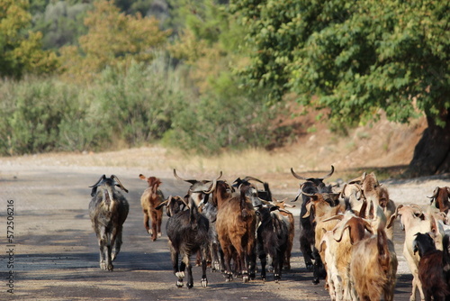 Fototapeta Naklejka Na Ścianę i Meble -  herd of goats walking together in village road, bushes at side, dry grass at distance