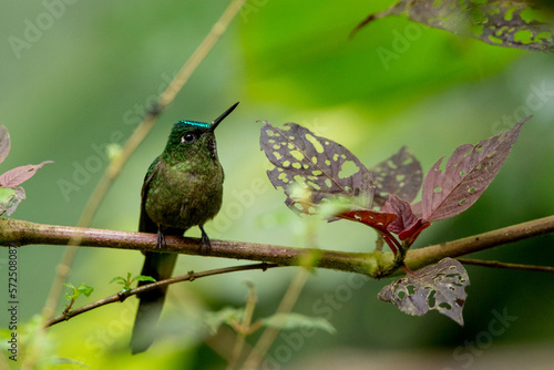 Kolibri Langschwanzsylphe 