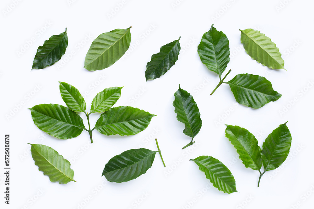 Fresh coffee leaves on white background. Fresh coffee leaves on white background.