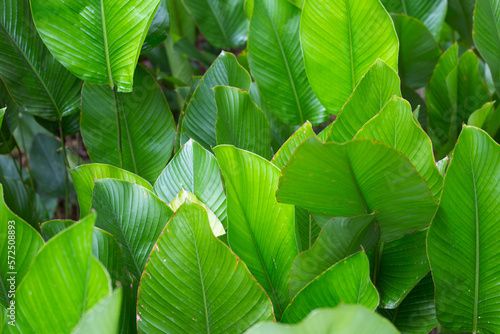 Green leaves of Calathea (Aublet) G. Meyer photo