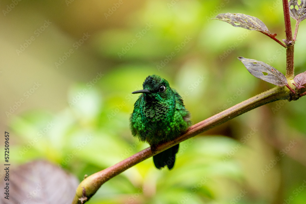Fototapeta premium Kolibri Smaragdkolibri