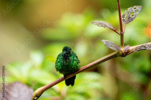 Kolibri Smaragdkolibri
