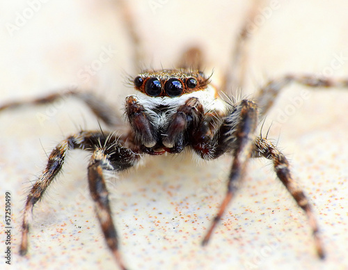 Gray wall jumping spider (Menemerus bivittatus)