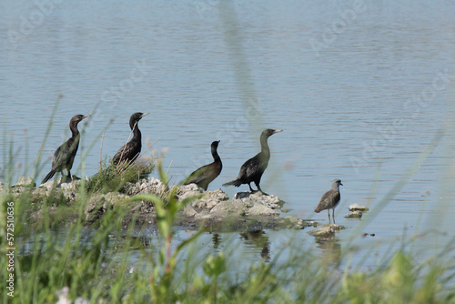 ducks in wetland