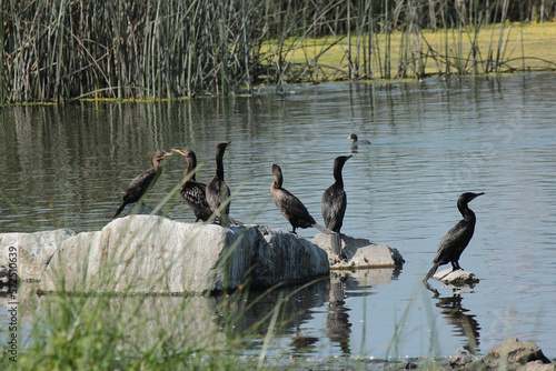 ducks on the lake