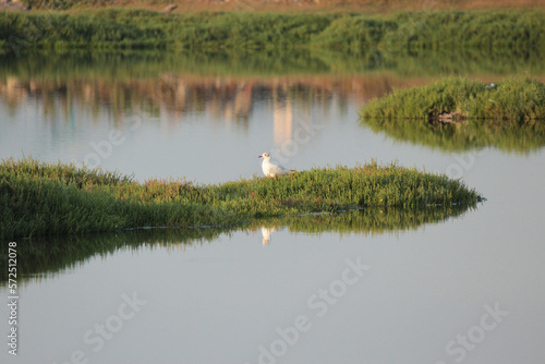 swan on the lake