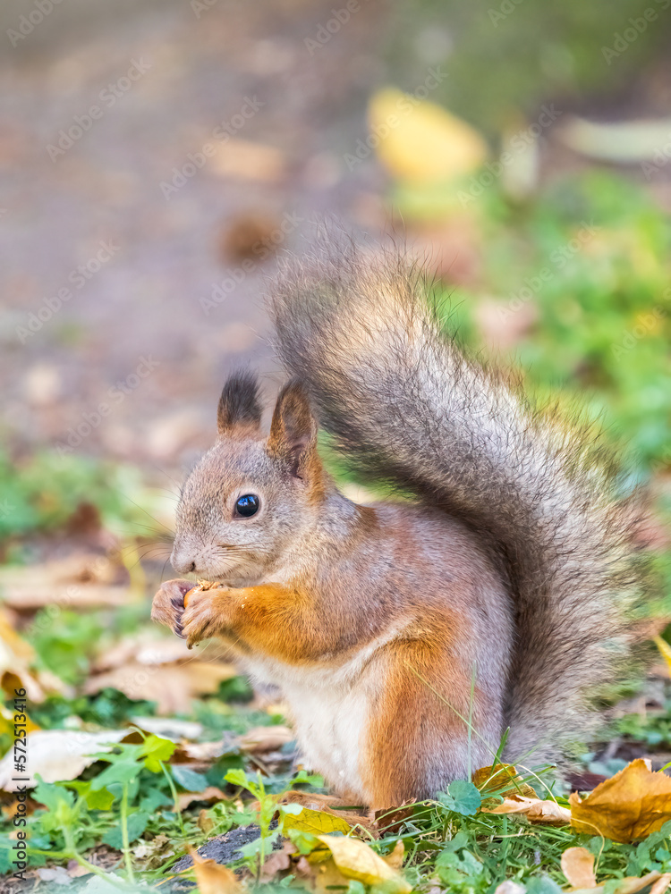 Autumn squirrel with nut sits on green grass with fallen yellow leaves Autumn squirrel with nut sits on green grass with fallen yellow leaves