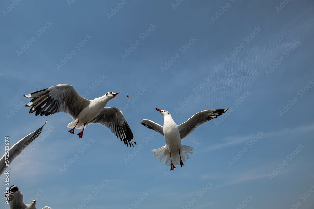 Seagulls flying in the blue sky, chasing after food to eat at Bangpu, Thailand. Seagulls flying in the blue sky, chasing after food to eat at Bangpu, Thailand.