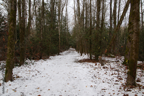 A trail running through evergreen trees
