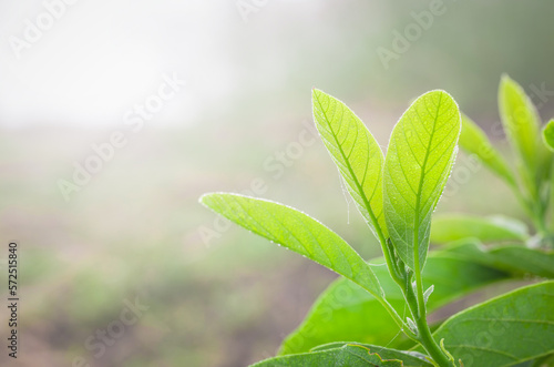 Nature view of green leaf with morning dew drops on blurred greenery background in garden with natural green plants landscape, ecology, fresh wallpaper concept.