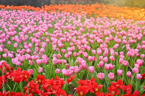 beautiful tulip in the garden, natural background © sutichak