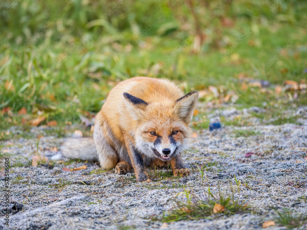 Close up of a red fox Vulpes vulpes, sitting on a path in the forest. Close up of a red fox Vulpes vulpes, sitting on a path in the forest.