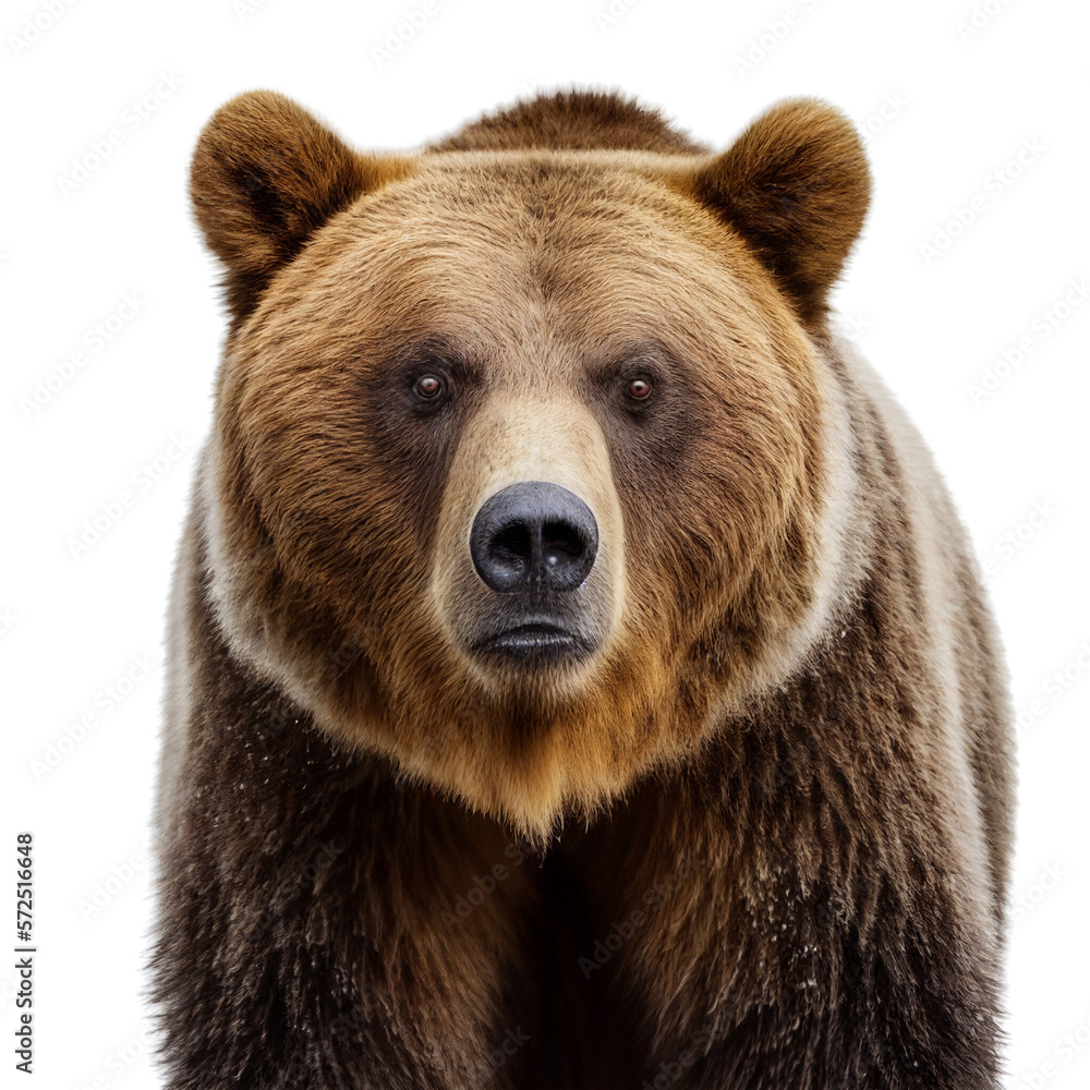 Obraz premium bear face shot isolated on transparent background cutout. generative ai