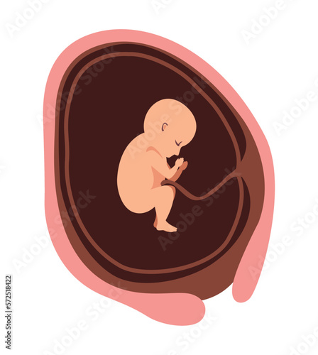 twenty week baby fetus