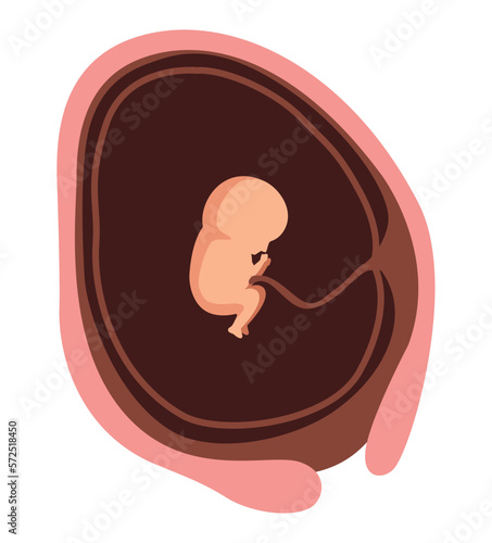twelve week baby fetus