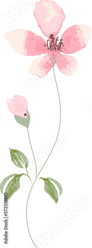watercolor leaf and flower. Botanical illustration minimal style.

