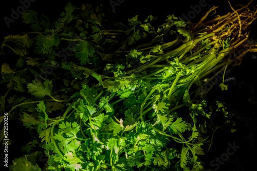 A sprig of fresh coriander leaves on a black background