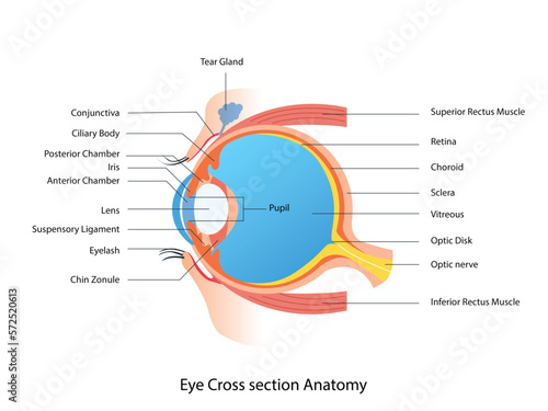 Eye Cross section Anatomy, Human eye structure scheme medical illustration