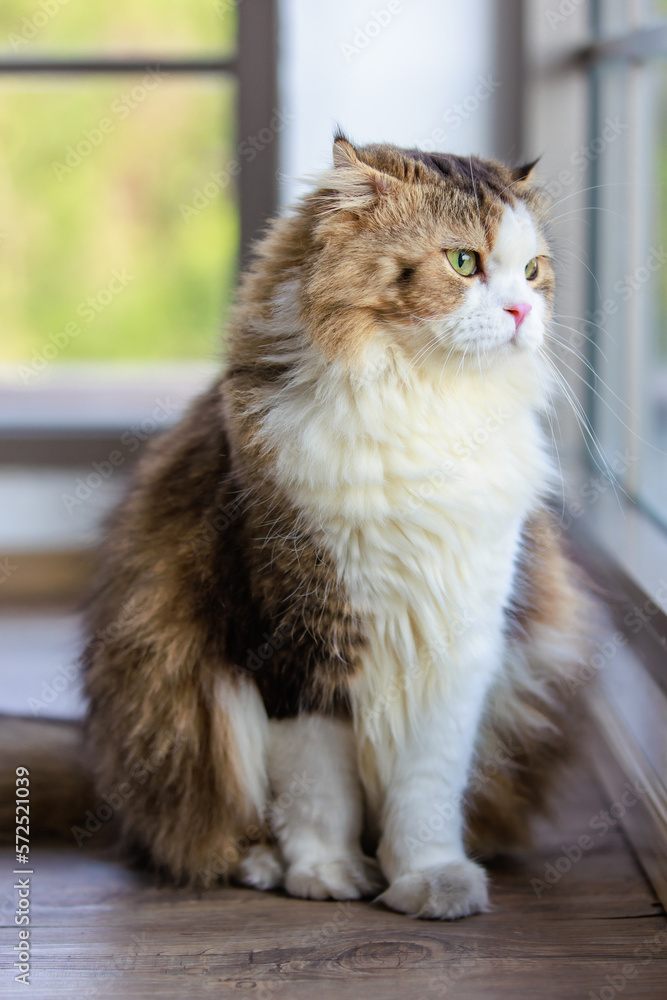 Portrait studio closeup shot of curious cute fat little white and gray long hair purebred kitten pussycat pet companion sitting relaxing resting on wooden floor alone in living room at home