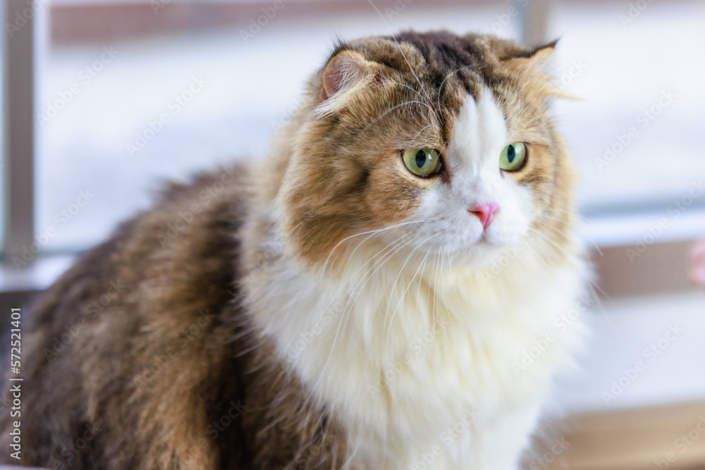 Portrait studio closeup shot of curious cute fat little white and brown long hair purebred kitten pussycat pet companion sitting relaxing resting alone in living room at home.