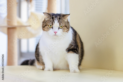 Portrait studio closeup shot curious cute fat little white tabby gray short hair purebred kitten pussycat pet companion sitting relaxing resting alone looking at camera on blurred background