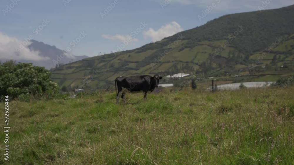Cow in the middle of the mountain in the andean paramo Cow in the middle of the mountain in the andean paramo