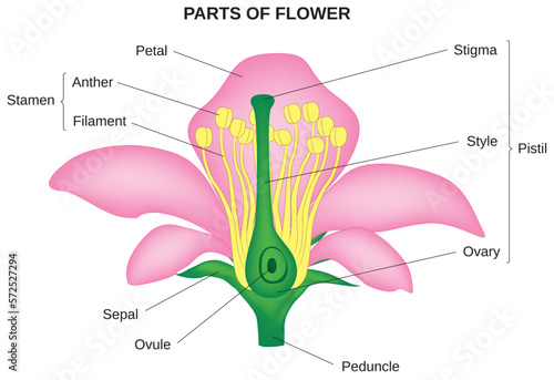 Diagram of the reproductive system of a flower