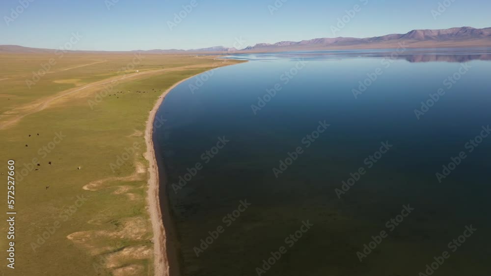Rotating revealing epic drone shot of a team of horses standing out in a field beside the Song-Kol lake in Kyrgyzstan Rotating revealing epic drone shot of a team of horses standing out in a field beside the Song-Kol lake in Kyrgyzstan
