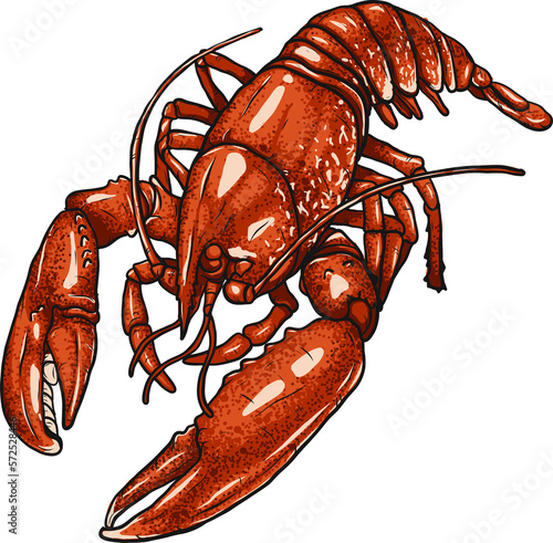 Lobster drawing png on white background.Shrimp art highly detailed in line art style.