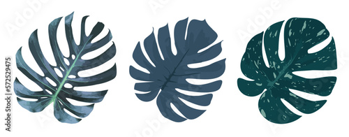 Ilustración con fondo transparente de hojas de monstera en tres estilos, con colores fríos.
