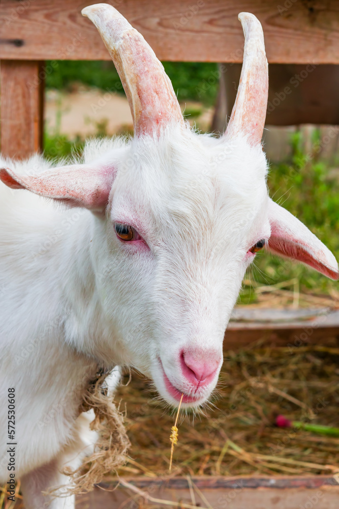 White domestic goat eating a blade of grass, portrait of a cute smiling goat White domestic goat eating a blade of grass, portrait of a cute smiling goat