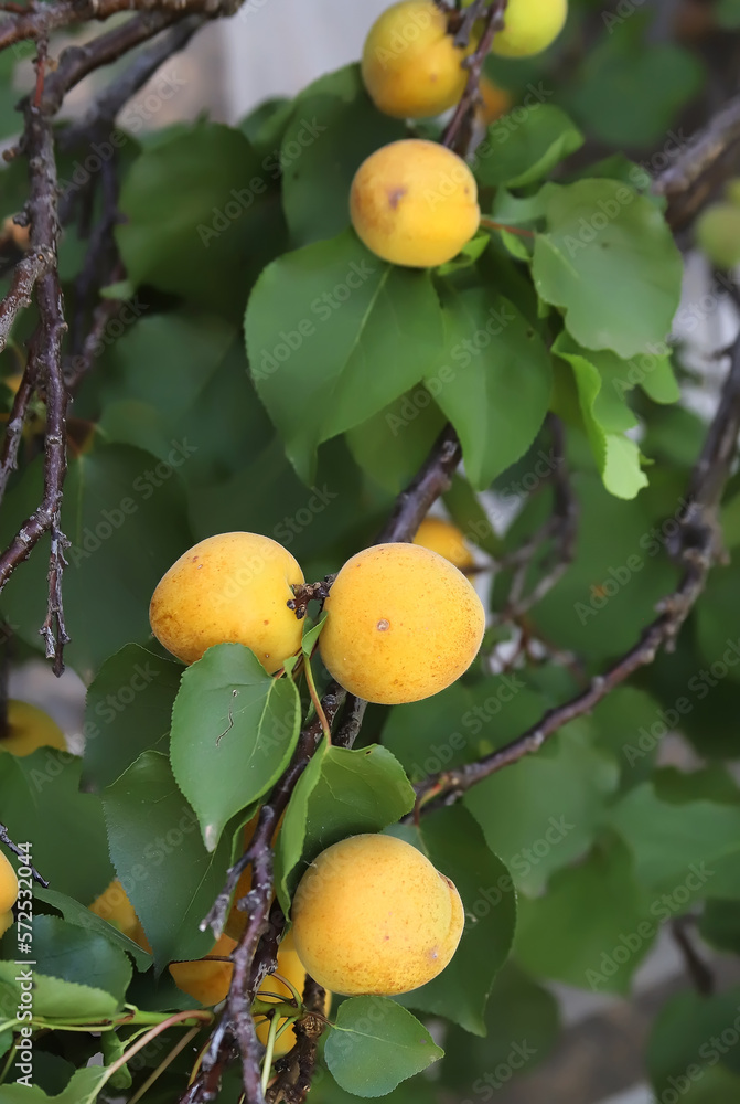 Yellow ripe apricots on a tree branch close-up, focus on the foreground, vertical picture