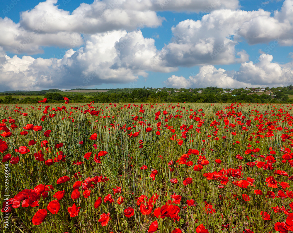 Amazing spring poppy field landscape against colorful sky and light clouds