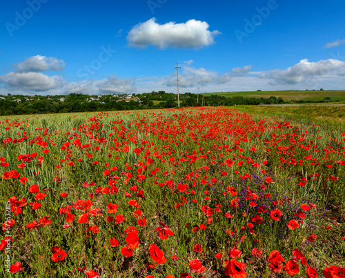 Amazing spring poppy field landscape against colorful sky and light clouds
