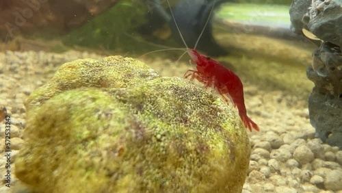 A red cherry shrimp on a rock inside an aquarium. Other younger smaller shrimp swim near by. Recorded on an iPhone13 pro on 4k quality at 30 fps. photo