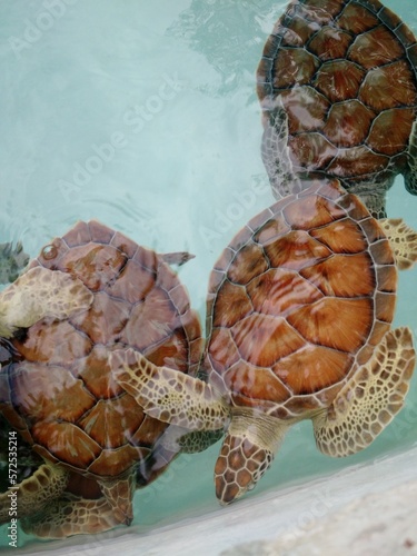 turtles