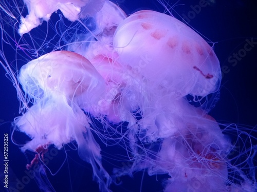 jelly fish in the aquarium