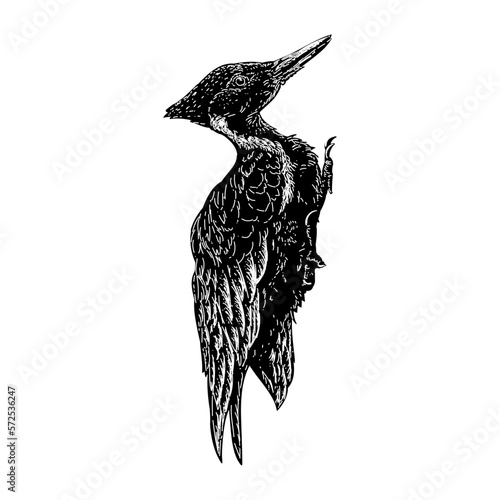 Ivory-billed woodpecker hand drawing vector isolated on background.