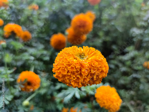 綺麗に咲き誇るマリーゴールド © オランドローンShide