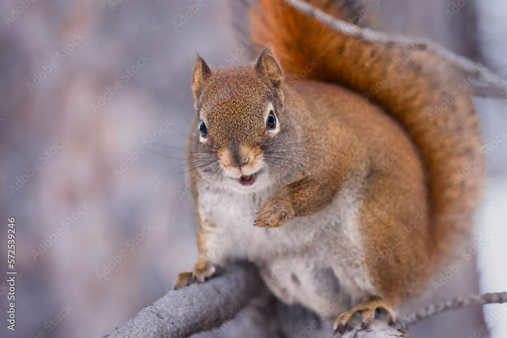 Obraz premium Red Squirrel